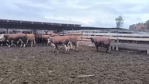  20 Vaquilla Gorda en Los Ángeles, VIII Región Biobío