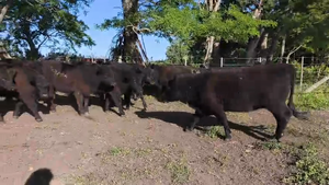  35 Novillitos y vaquillonas