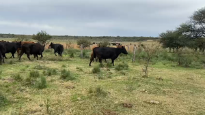 33 Vacas CUT preñadas en Quehue, La Pampa