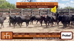  Terneros Cbo 6
