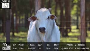  LOTE 36