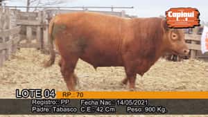  Toro PP