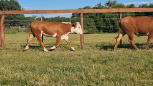  36 Creando Vientres en Corrientes, Curuzu Cuatia