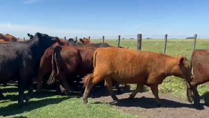  32 Terneras en Olavarría