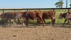 86 Terneros/as en Corrientes, Curuzú-Cuatiá