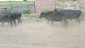  120 Vacas con Cría  en San Luis, Capital