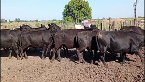  16 Vacas nuevas C/ gtia de preñez