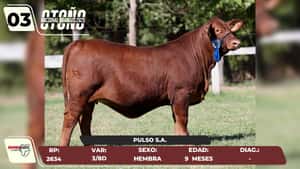  LOTE 3