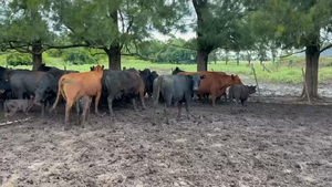  31 Vacas medio uso C/ cria