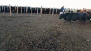  67 Vaquillonas preñadas en Buenos Aires, Gral. Lamadrid