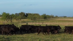  40 Vaquillonas con Cría