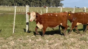  2 Vaquillonas Polled Hereford PI Preñadas  Orden 1