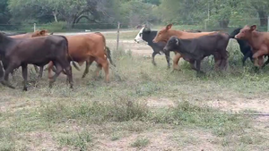  200 Terneros/as en Chaco, Margarita Belén