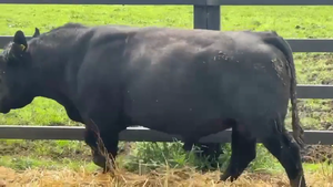 1 Toro