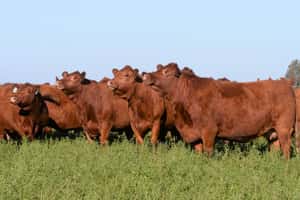 Campo en venta, 188 Has en Florida