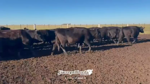  130 Vacas usadas preñadas