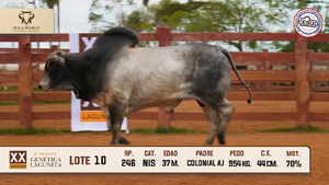 Lote 10 — Sola Marca SA