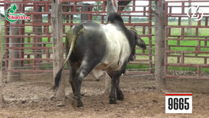 Toros Brahman