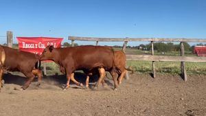  100 Vaquillonas en Entre Ríos, San Jaime