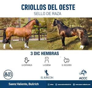 Criollos del Oeste - Hembras