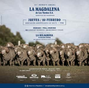 Merino Australiano La Magdalena