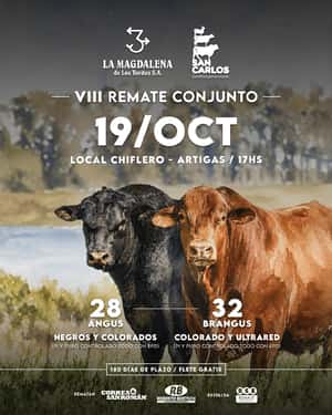 VIII Remate Conjunto La Magdalena y San Carlos