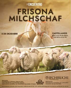 Frisona Milchschaf