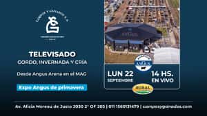 Remate Espcial Angus de Primavera
