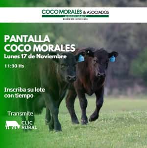 Imagen Pantalla Coco Morales