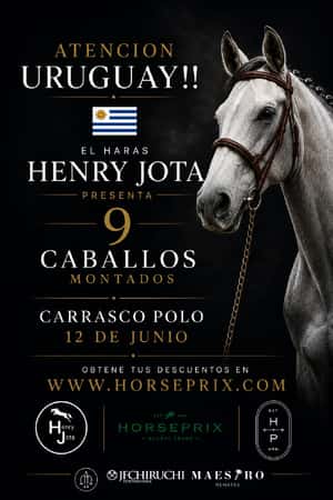 HARAS HENRY JOTA