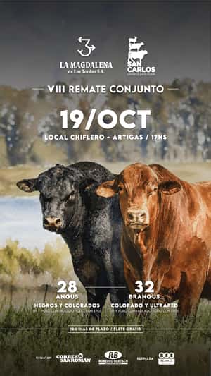 VIII Remate Conjunto La Magdalena y San Carlos