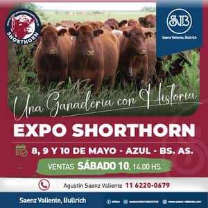 Expo Shorthorn