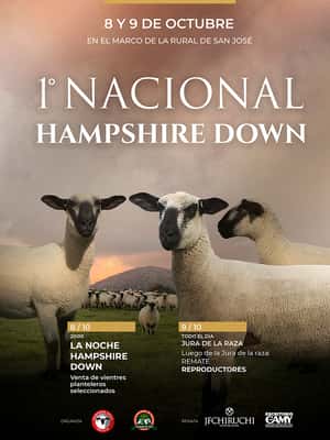 Primera Nacional Hampshire Down