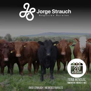 Feria Mensual - Jorge Strauch