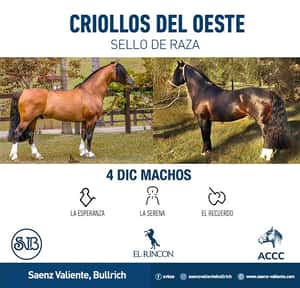 Criollos del Oeste - Machos