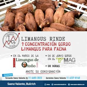 Gordo Limangus 