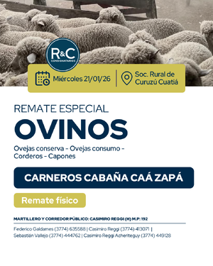 Remate especial de ovinos