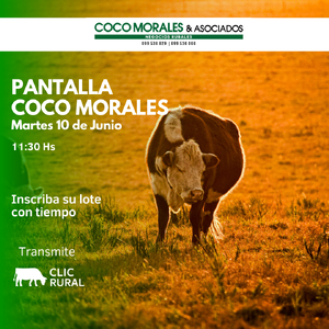 Imagen Pantalla Coco Morales