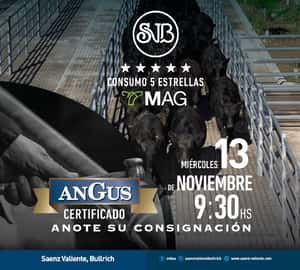 Especial Angus Certificado