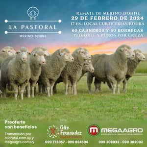 La Pastoral - Merino Dohne