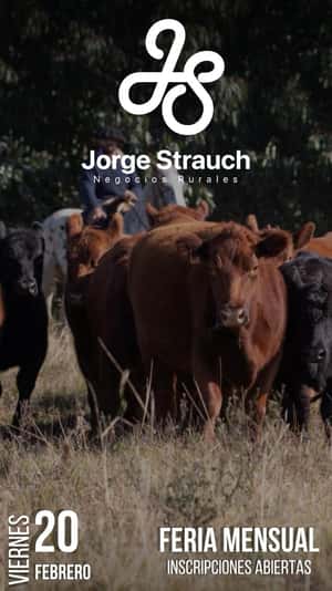 Feria Mensual - Jorge Strauch