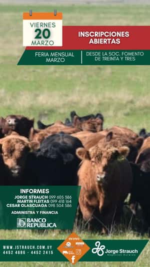 Feria Mensual - Jorge Strauch