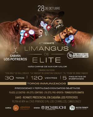 4º Limangus de Elite / Los Potreros - Los Pirulos