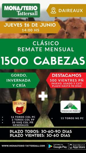Remate Fisico 2.000 cabezas desde Daireaux