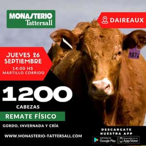 Remate Gordo, invernada y cría, Daireaux, Jueves 26 de Septiembre 