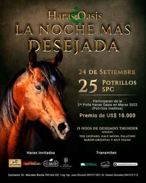 Haras Oasis