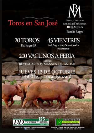 Toros en San José