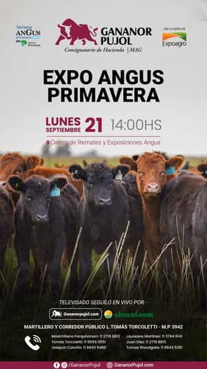 Expo Angus primavera 