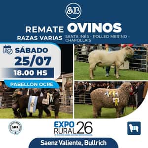 Ovinos - Razas Varias