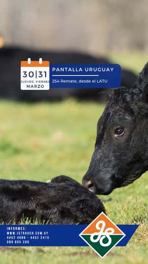 254˚ Remate Pantalla Uruguay